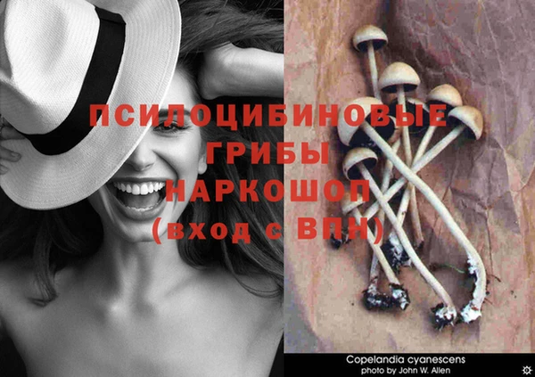 ПСИЛОЦИБИНОВЫЕ ГРИБЫ Абаза